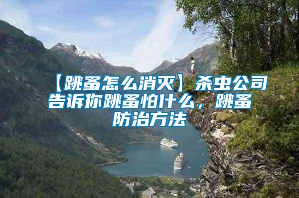 【跳蚤怎么消滅】殺蟲公司告訴你跳蚤怕什么，跳蚤防治方法