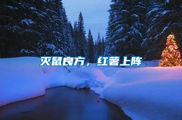 滅鼠良方，紅薯上陣