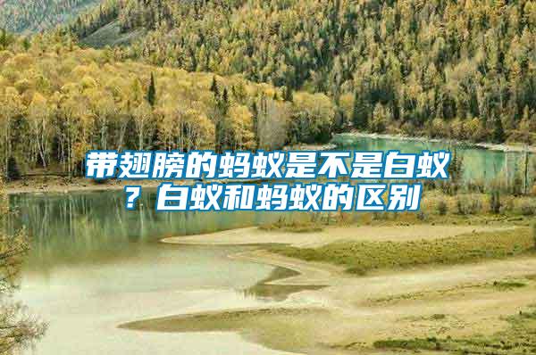 帶翅膀的螞蟻是不是白蟻？白蟻和螞蟻的區別
