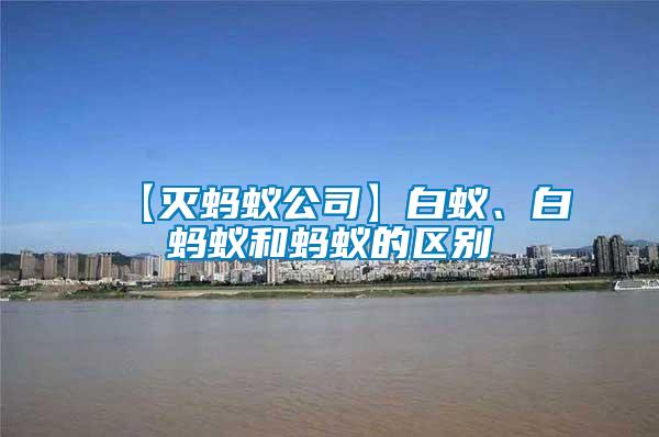 【滅螞蟻公司】白蟻、白螞蟻和螞蟻的區別