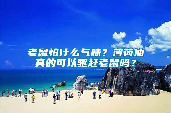 老鼠怕什么氣味？薄荷油真的可以驅趕老鼠嗎？