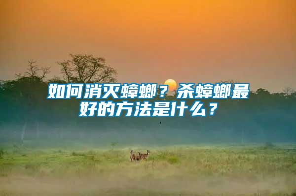 如何消滅蟑螂？殺蟑螂最好的方法是什么？