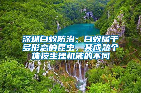深圳白蟻防治：白蟻屬于多形態(tài)的昆蟲，其成熟個(gè)體按生理機(jī)能的不同