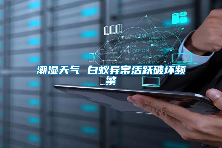潮濕天氣 白蟻異?；钴S破壞頻繁