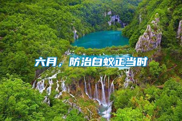 六月，防治白蟻正當時