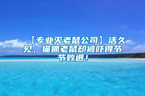 【專業(yè)滅老鼠公司】活久見，貓抓老鼠卻被嚇得節(jié)節(jié)敗退！