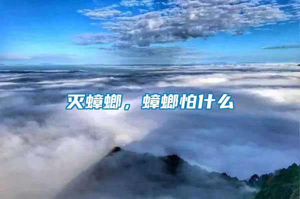 滅蟑螂，蟑螂怕什么