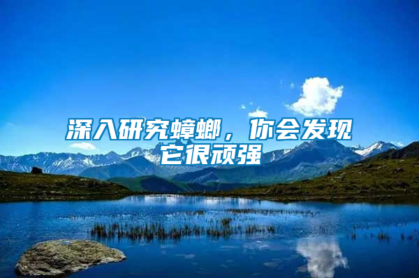 深入研究蟑螂，你會發(fā)現(xiàn)它很頑強(qiáng)
