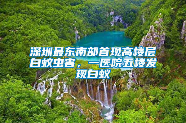 深圳最東南部首現(xiàn)高樓層白蟻蟲(chóng)害，一醫(yī)院五樓發(fā)現(xiàn)白蟻