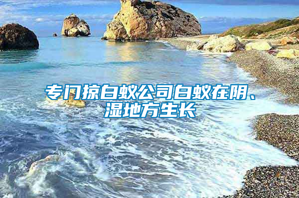 專門掠白蟻公司白蟻在陰、濕地方生長(zhǎng)